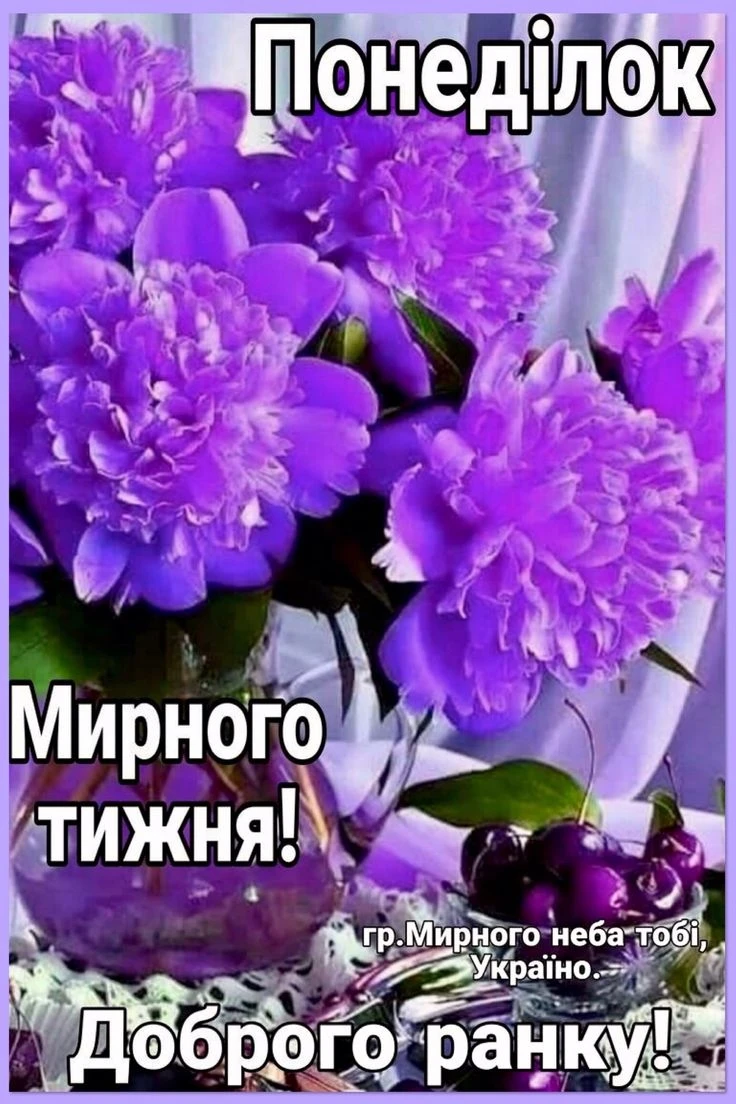 Пурпурні троянди та вишні з побажаннями мирного понеділка