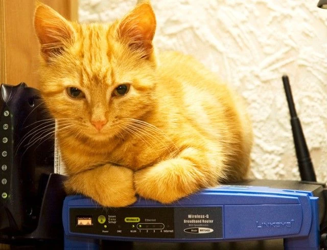 Кот сидит на синем роутере Wi-Fi.